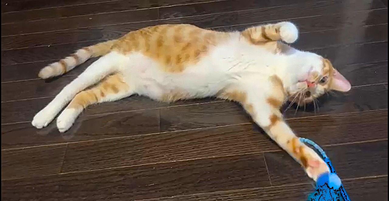 Magi-Cali Yours - foster needed