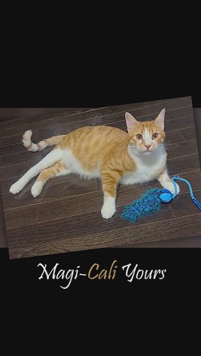 Enlarge Magi-Cali Yours - foster needed, a Adoptable mixed breed in Mississauga, ON video 2/6