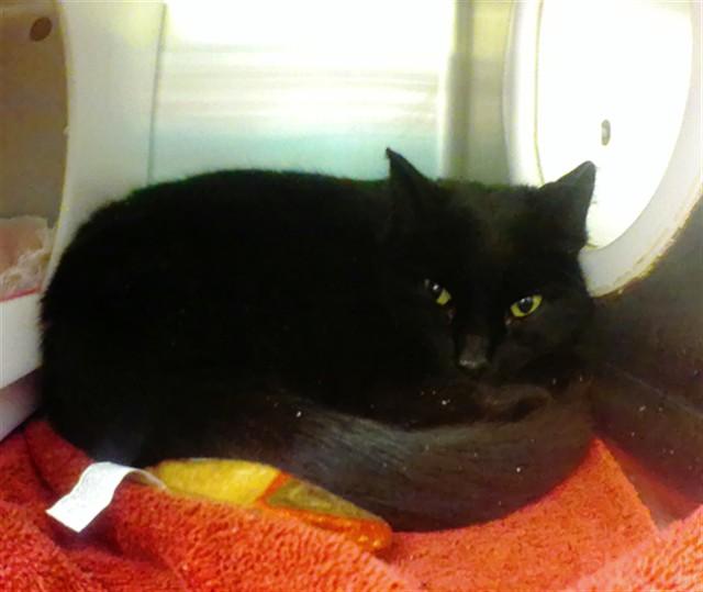 FRIDA, Adoptable, Young Female Domestic Short Hair & Domestic Short Hair.