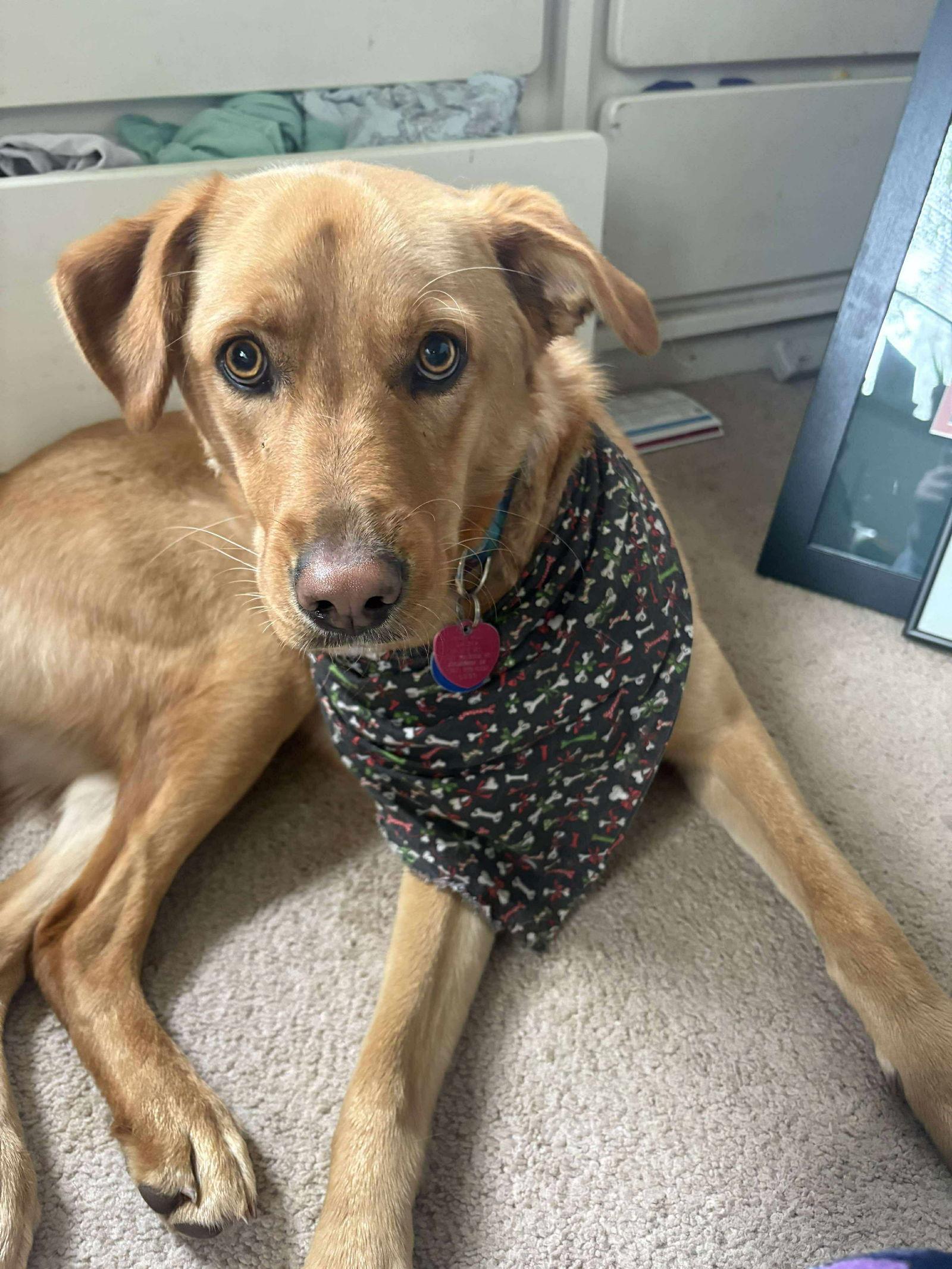 Enlarge Mookie, a Adopted mixed breed in Anchorage, AK image 1/1