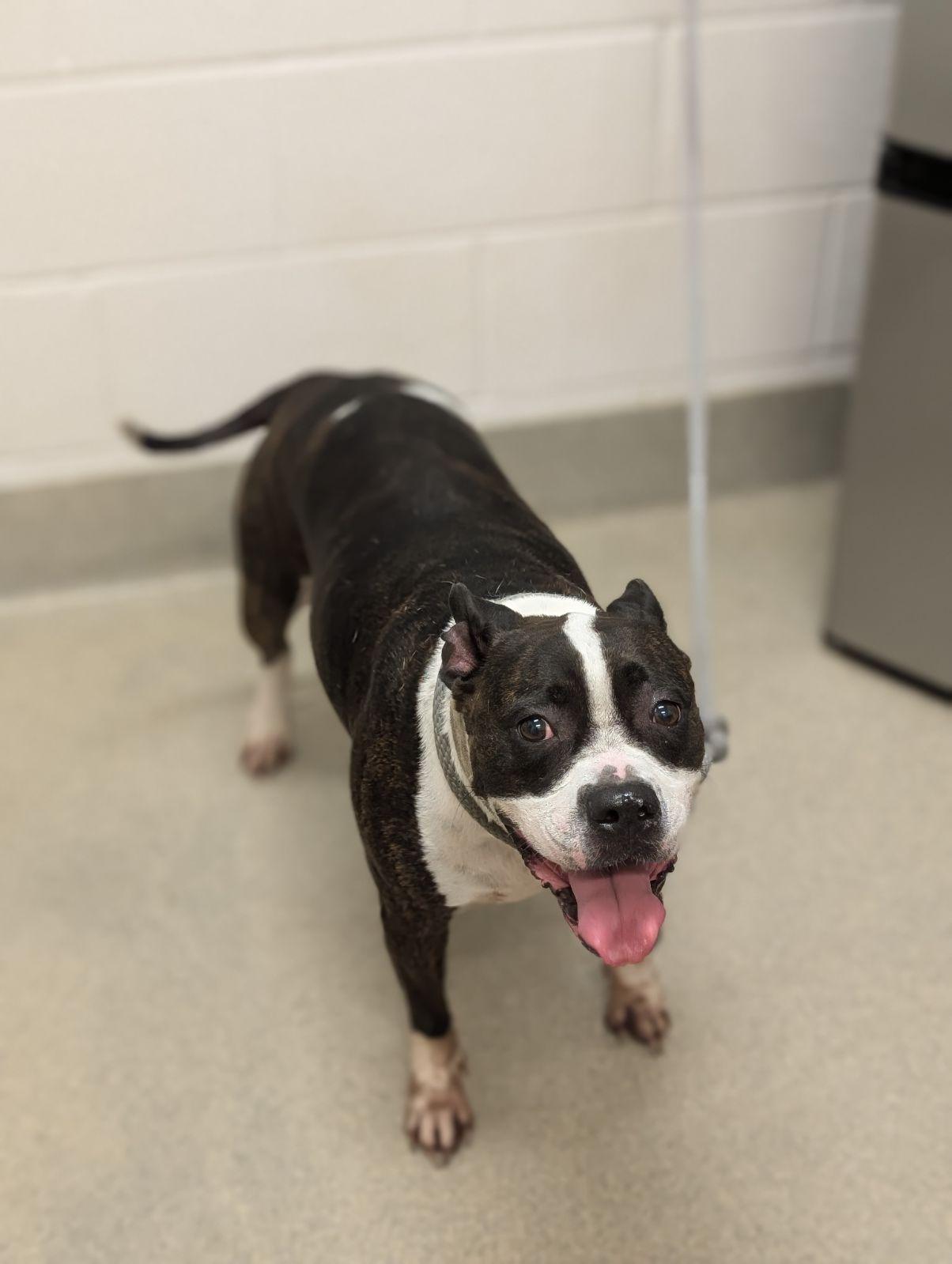 Deeja, Senior Female Pit Bull Terrier