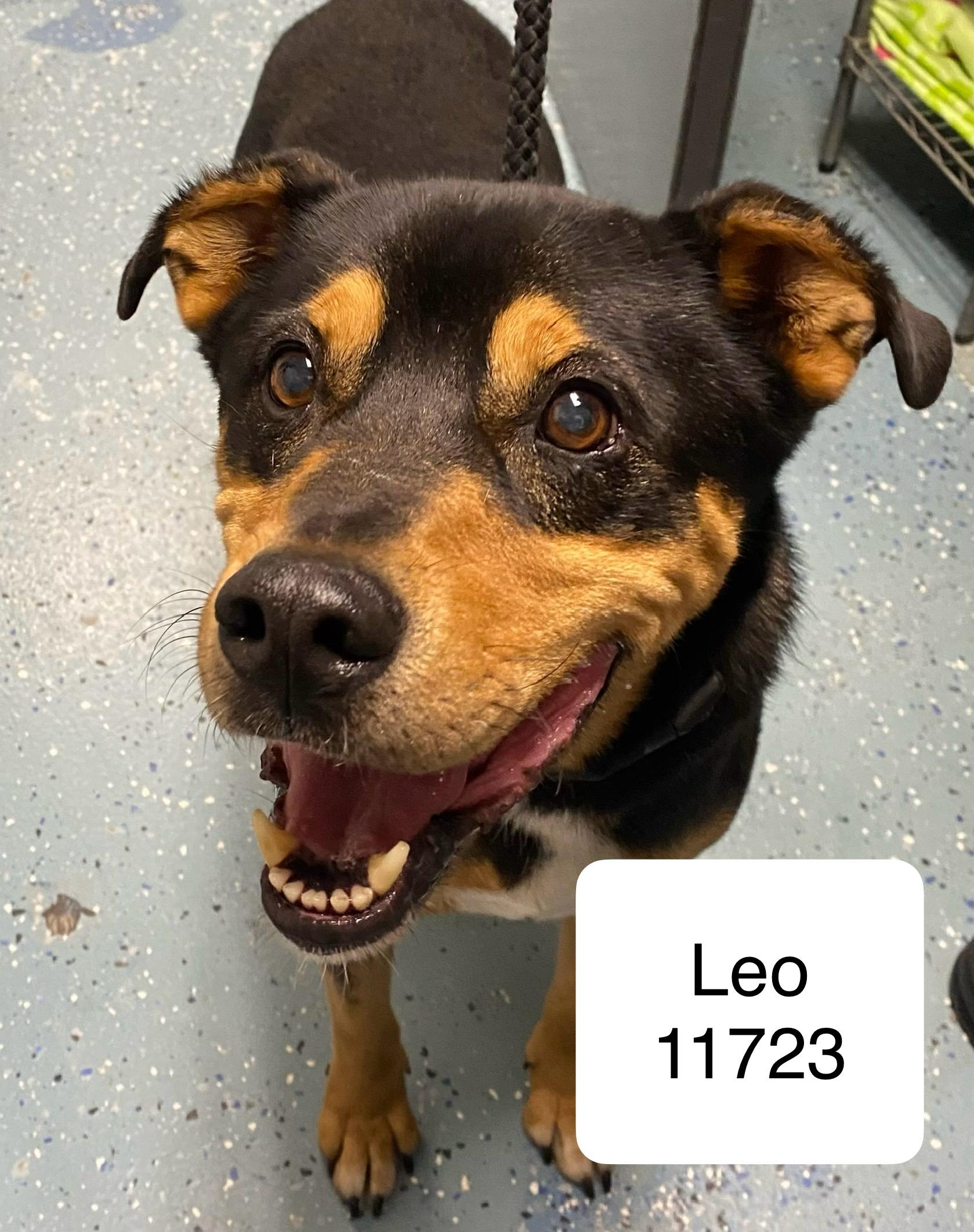 Leo, ADOPTABLE, Senior Male Rottweiler & Labrador Retriever.