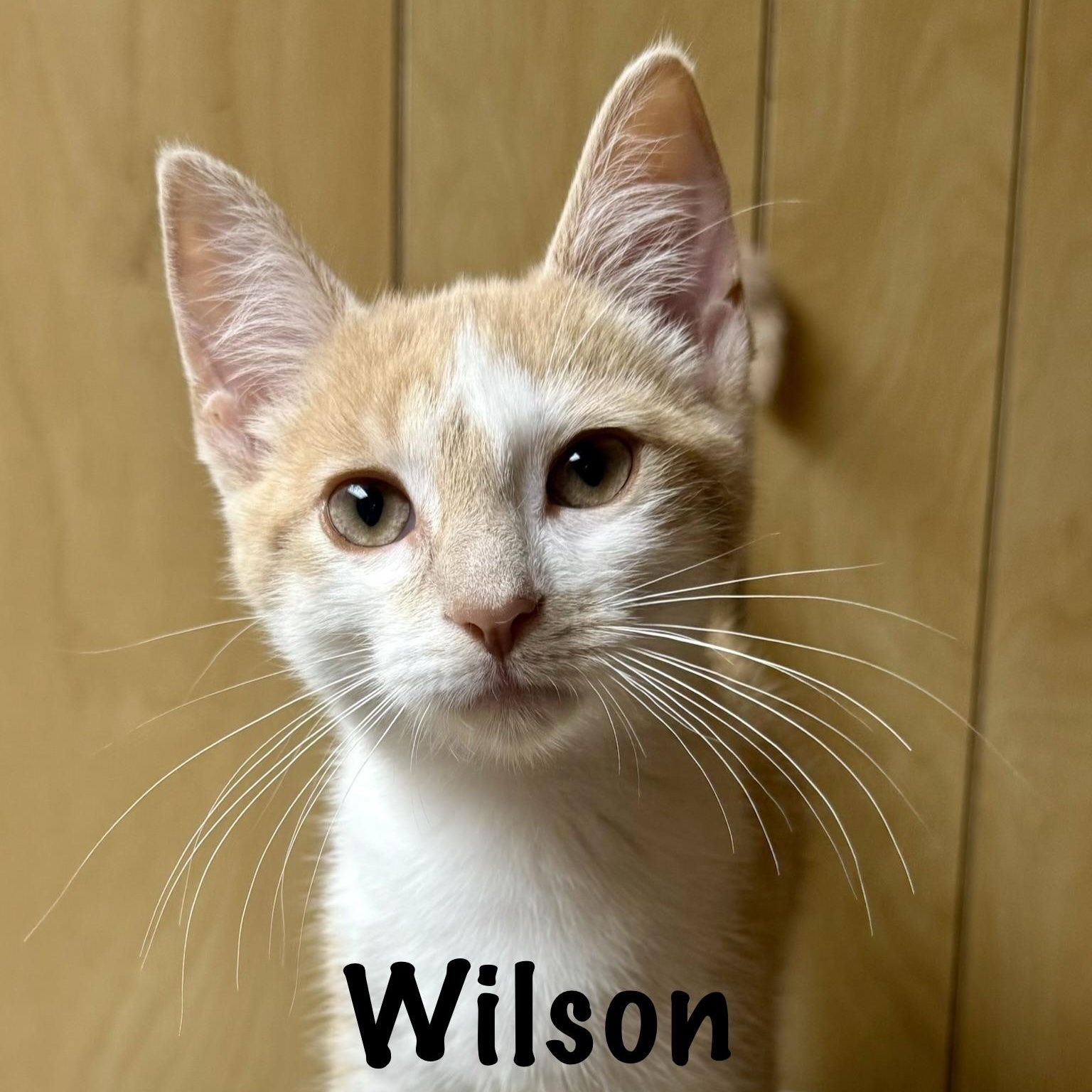 Enlarge Wilson, a ADOPTABLE Domestic Short Hair in Frewsburg, NY image 1/1