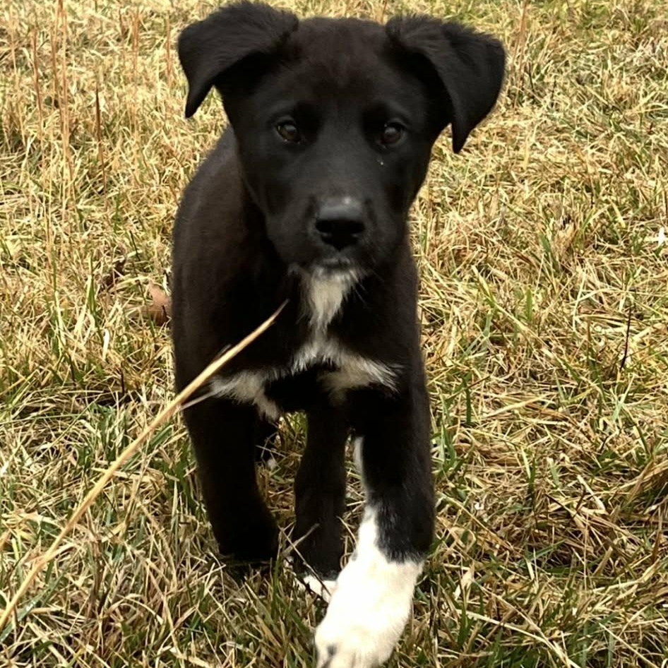 Enlarge Noel, a ADOPTABLE mixed breed in Lancaster, KY image 1/3
