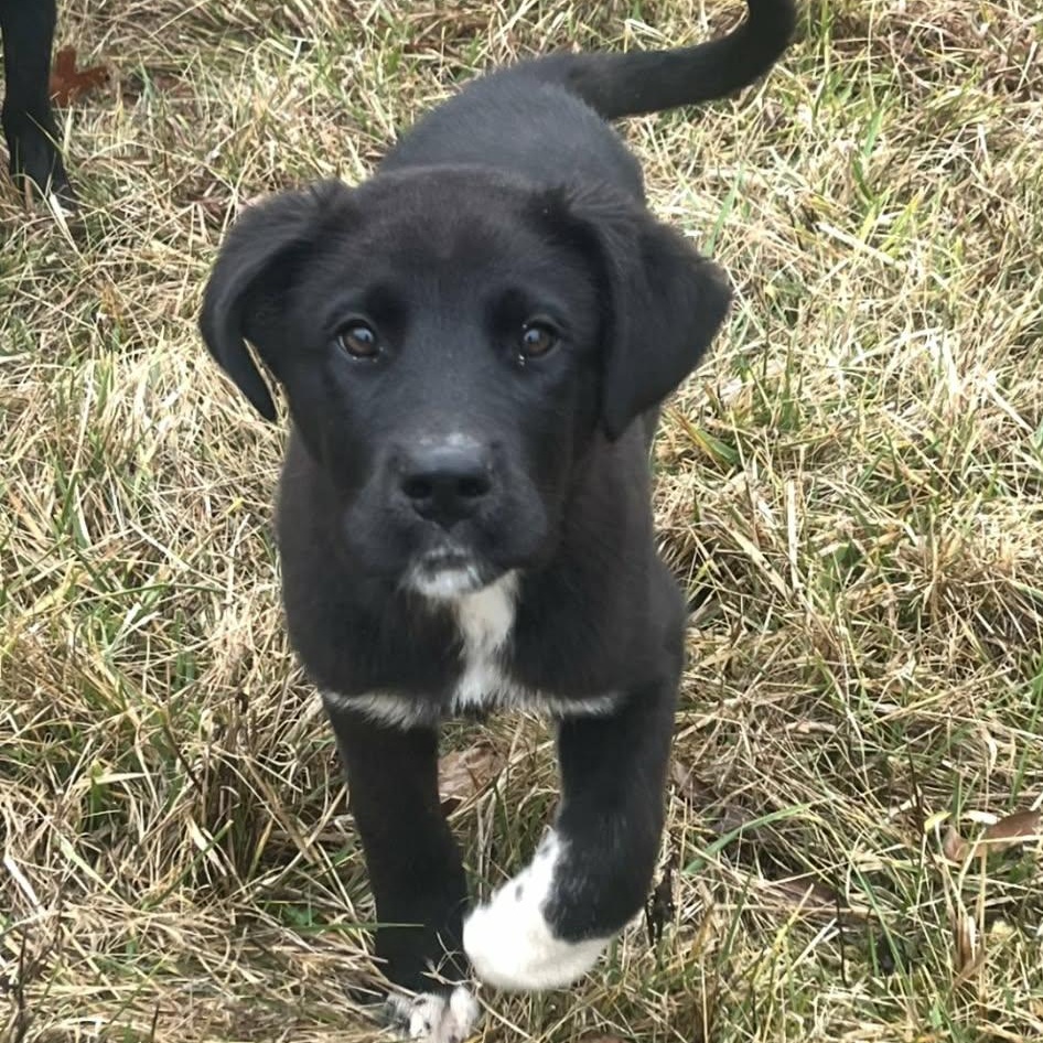 Enlarge Noel, a ADOPTABLE mixed breed in Lancaster, KY image 2/3