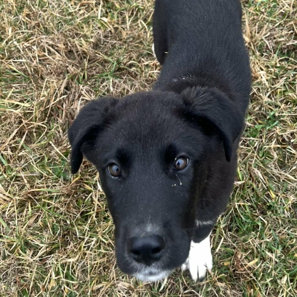 Enlarge Noel, a ADOPTABLE mixed breed in Lancaster, KY image 3/3