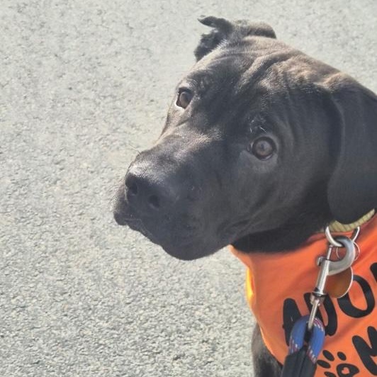 Enlarge Sprout, a ADOPTABLE mixed breed in Cedarburg, WI image 5/6