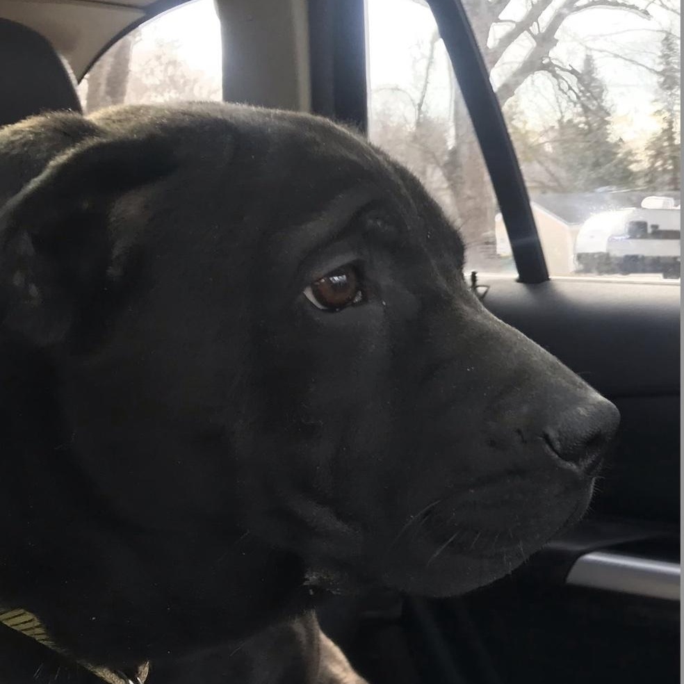 Enlarge Sprout, a ADOPTABLE mixed breed in Cedarburg, WI image 3/6