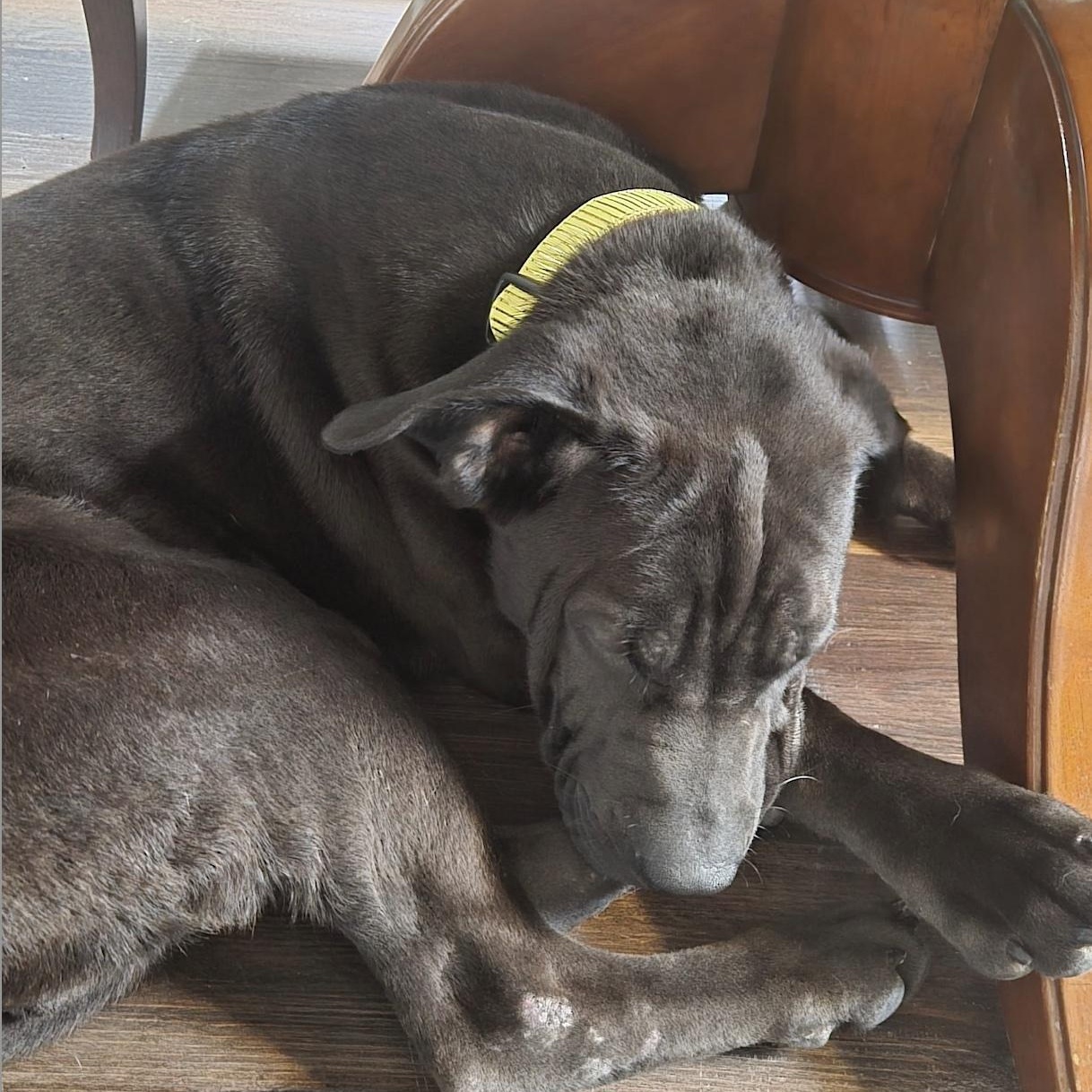 Enlarge Sprout, a ADOPTABLE mixed breed in Cedarburg, WI image 4/6