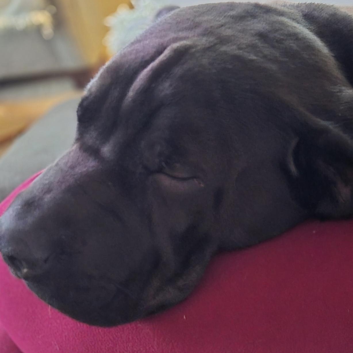 Enlarge Sprout, a ADOPTABLE mixed breed in Cedarburg, WI image 2/6