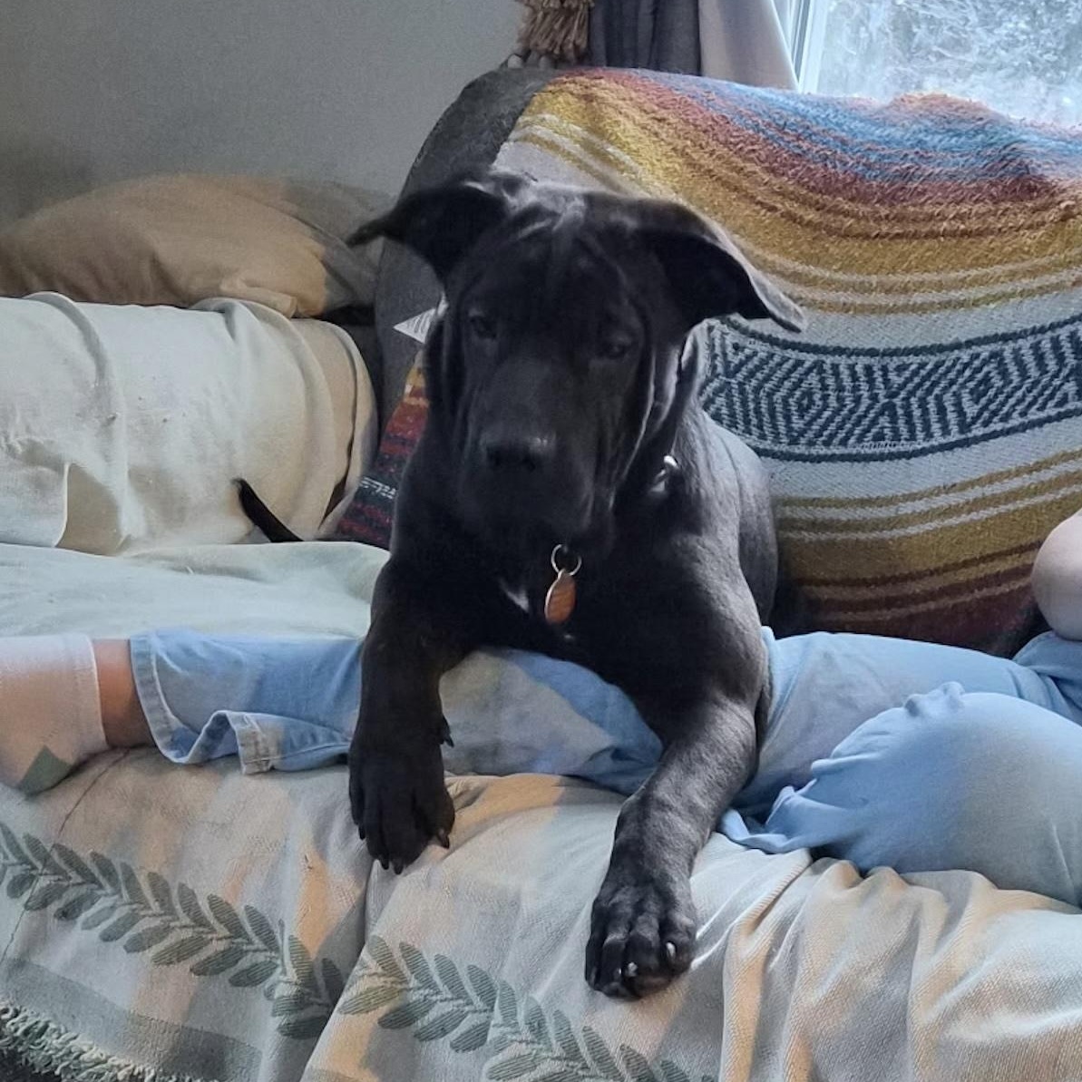 Enlarge Sprout, a ADOPTABLE mixed breed in Cedarburg, WI image 6/6