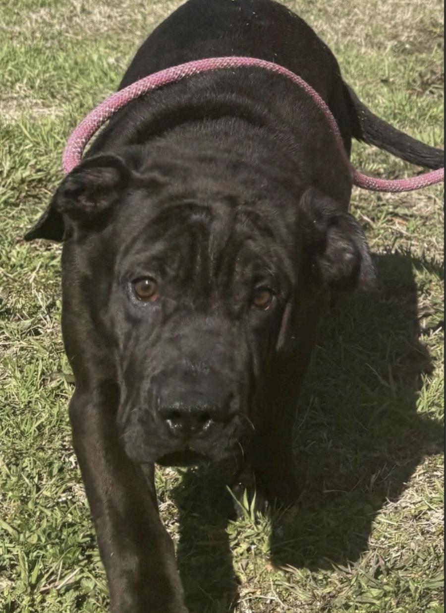 Enlarge Sprout, a ADOPTABLE mixed breed in Cedarburg, WI image 1/1