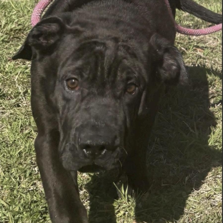 Enlarge Sprout, a ADOPTABLE mixed breed in Cedarburg, WI image 1/6