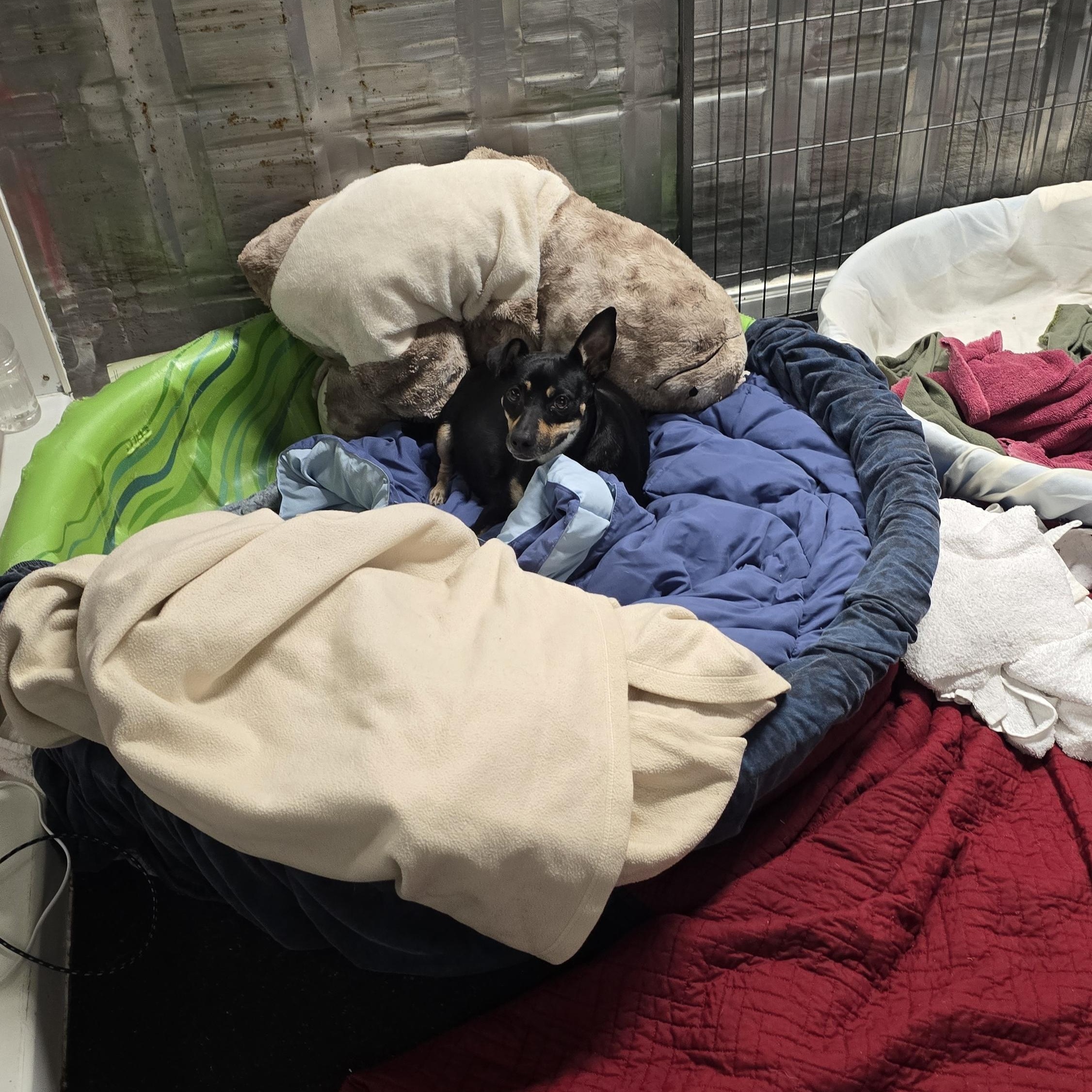 Enlarge KitKat (Available in Florida), a Adoptable mixed breed in BONIFAY, FL image 3/5