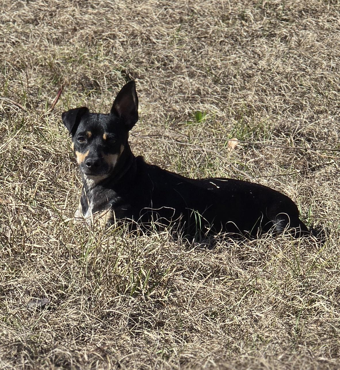 Enlarge KitKat (Available in Florida), a Adoptable mixed breed in BONIFAY, FL image 4/5