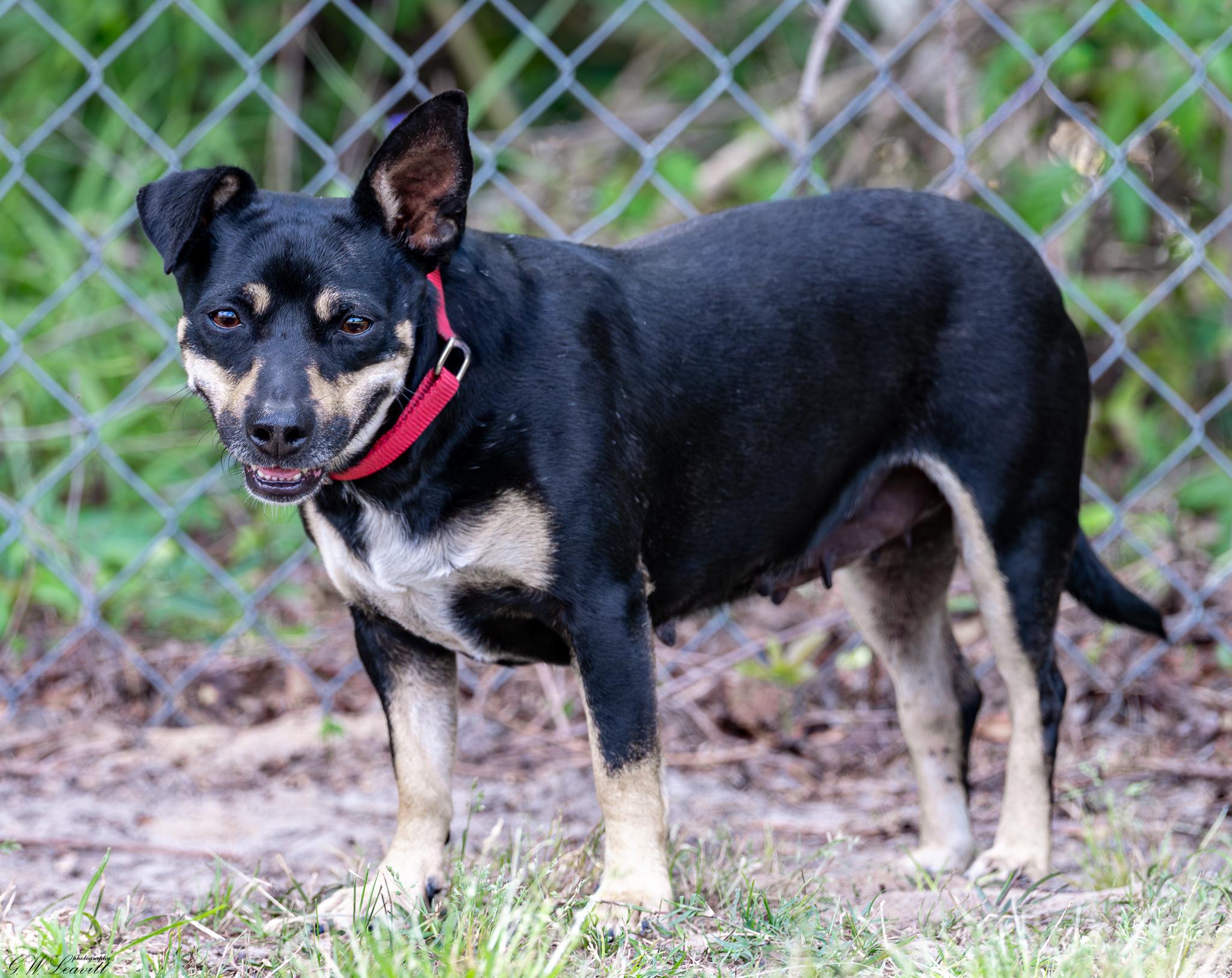 Enlarge KitKat (Available in Florida), a Adoptable mixed breed in BONIFAY, FL image 1/5