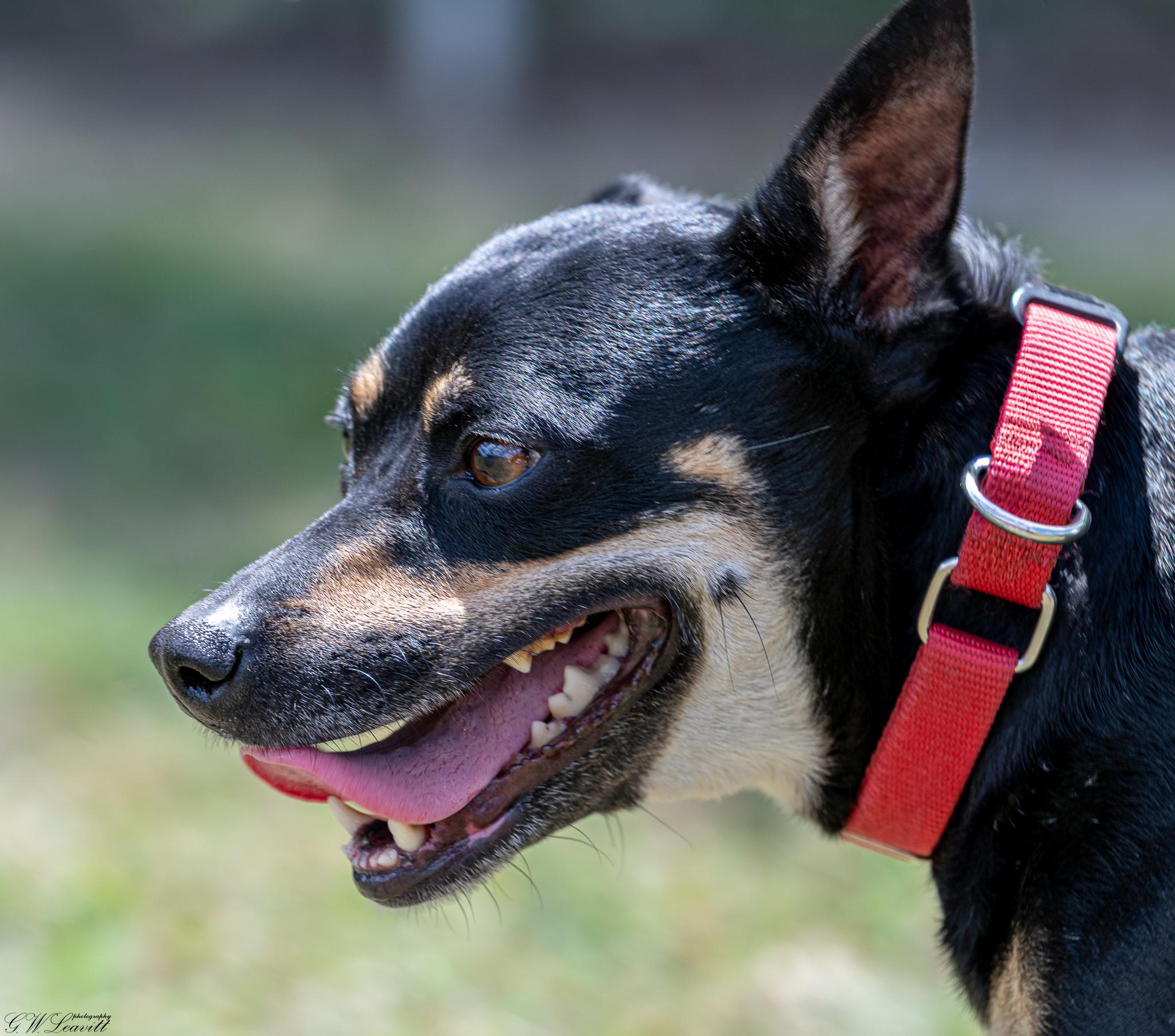 Enlarge KitKat (Available in Florida), a Adoptable mixed breed in BONIFAY, FL image 5/5