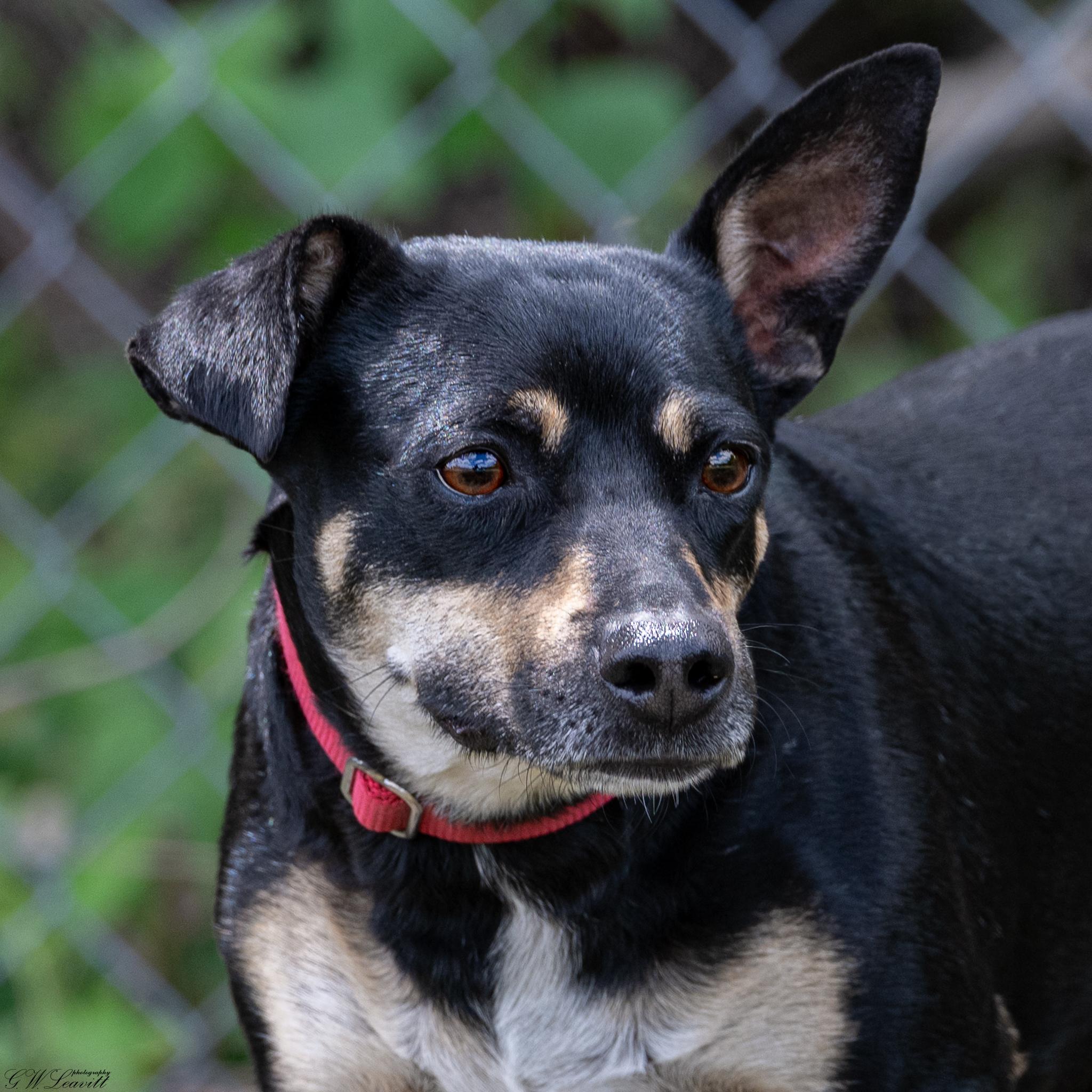 Enlarge KitKat (Available in Florida), a Adoptable mixed breed in BONIFAY, FL image 2/5