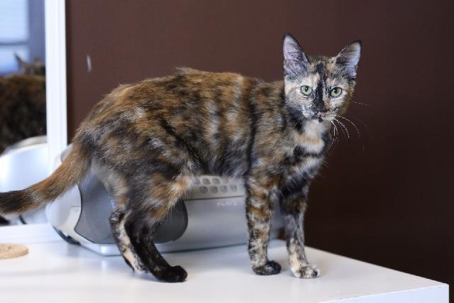 Pebbles – Gorgeous Tortoiseshell Queen Ready for Love, Adoptable, Young Female Tortoiseshell.