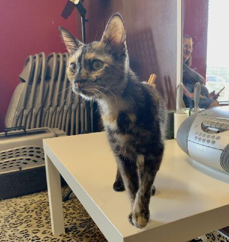 Pebbles – Gorgeous Tortoiseshell Queen Ready for Love