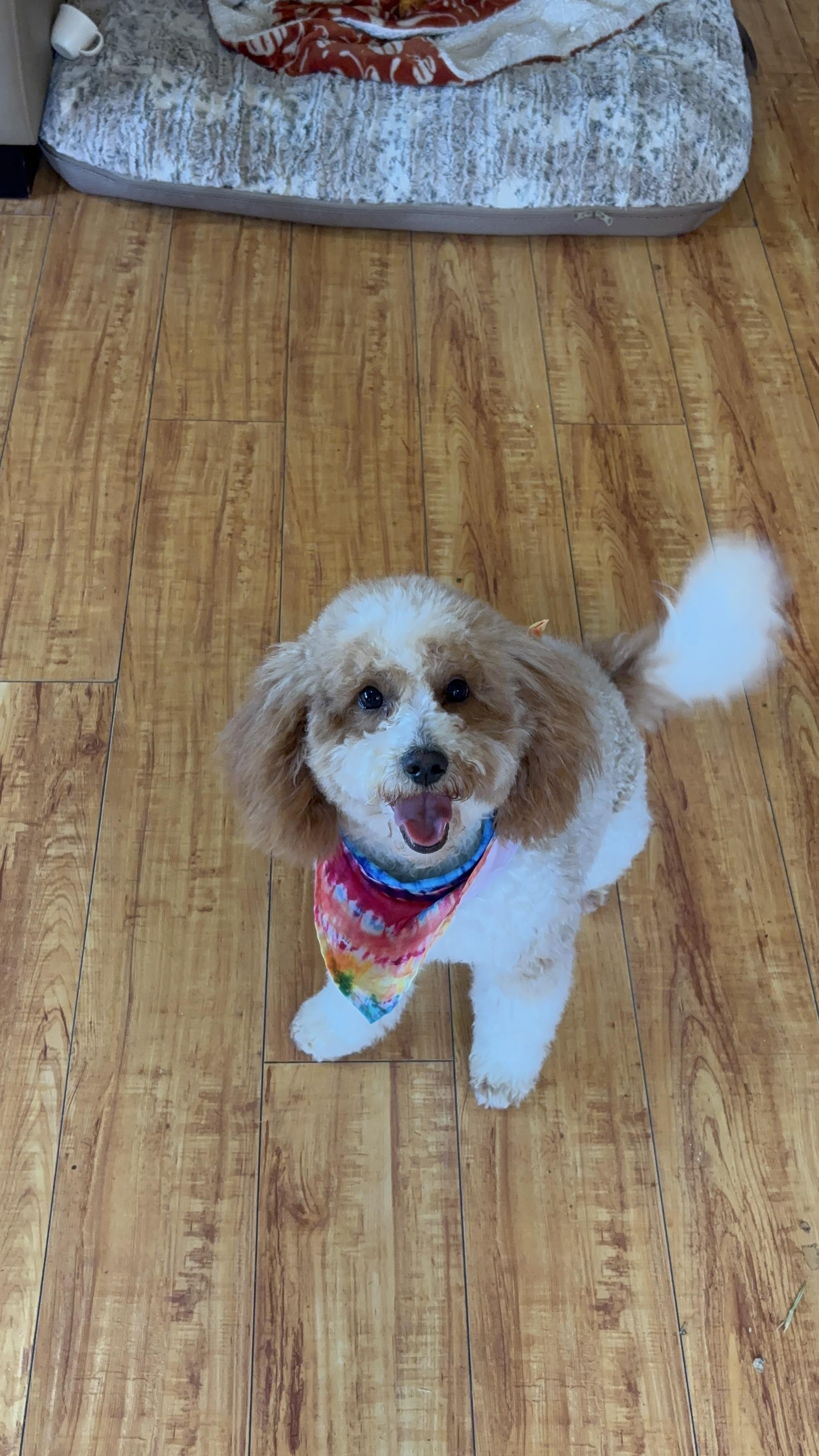 Milo, ADOPTABLE, Young Male Goldendoodle.