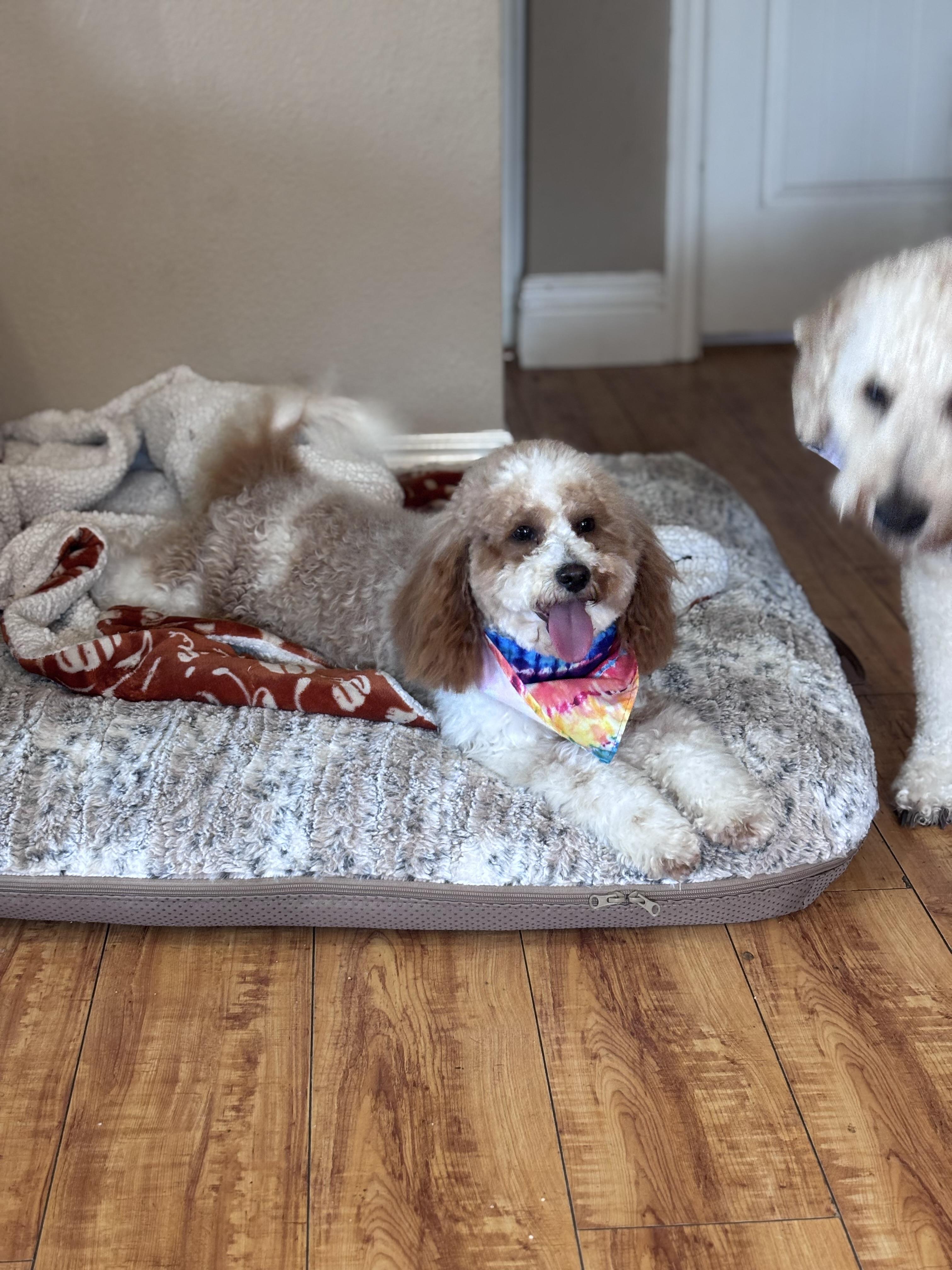 Enlarge Milo, an adopted Goldendoodle in Corona, CA image 3/6