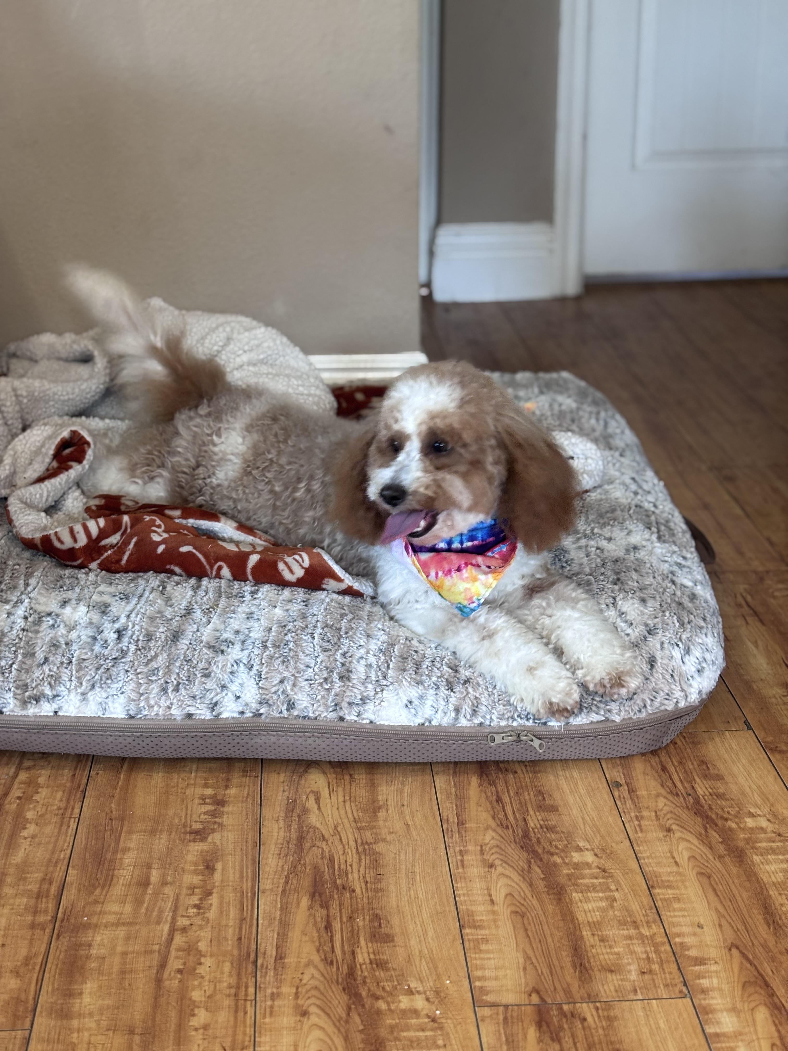 Enlarge Milo, an adopted Goldendoodle in Corona, CA image 4/6