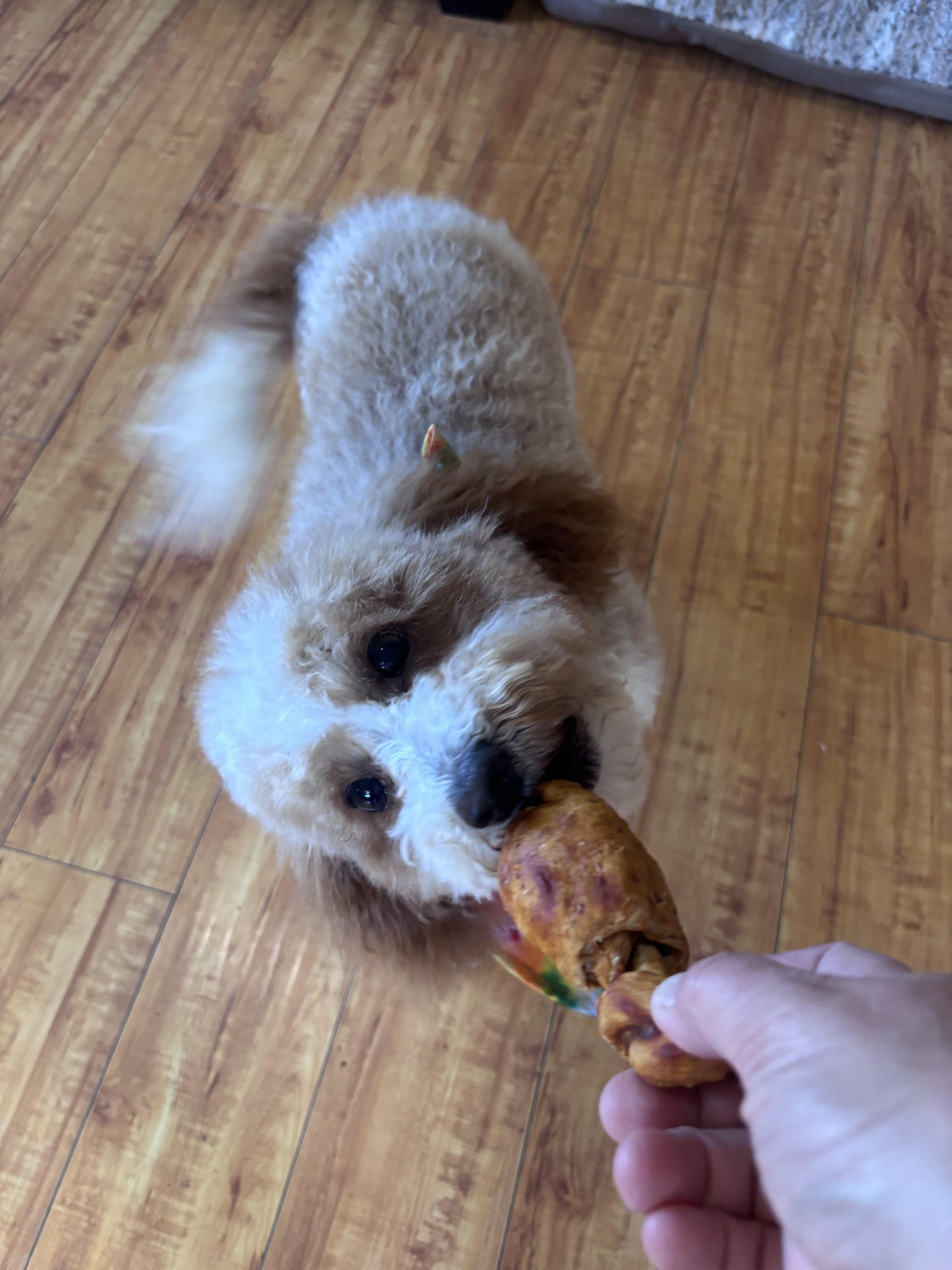 Enlarge Milo, an adopted Goldendoodle in Corona, CA image 6/6