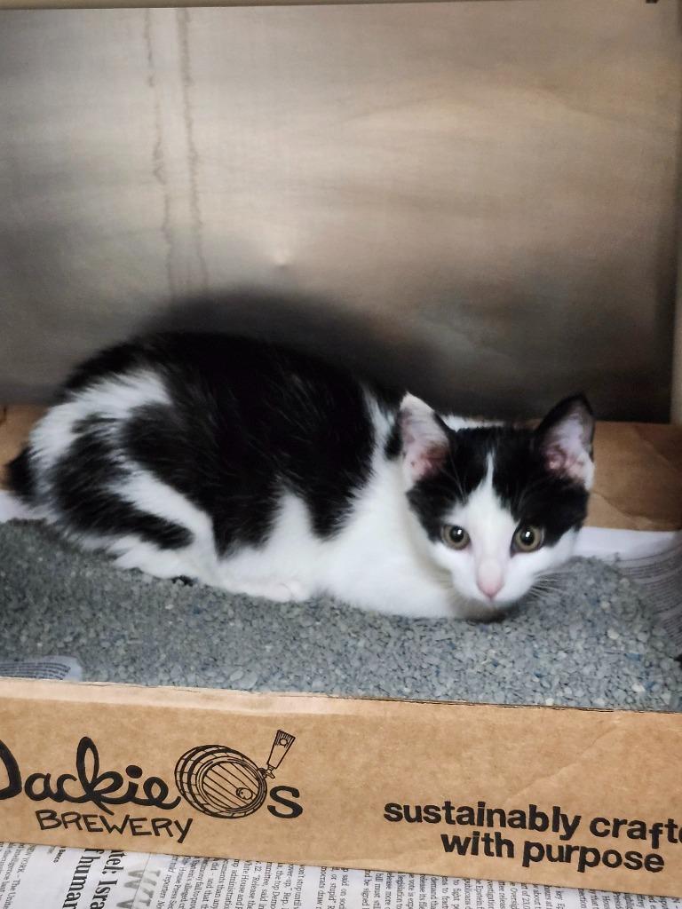 Wile E. Coyote, Adoptable, Kitten Female Domestic Short Hair.