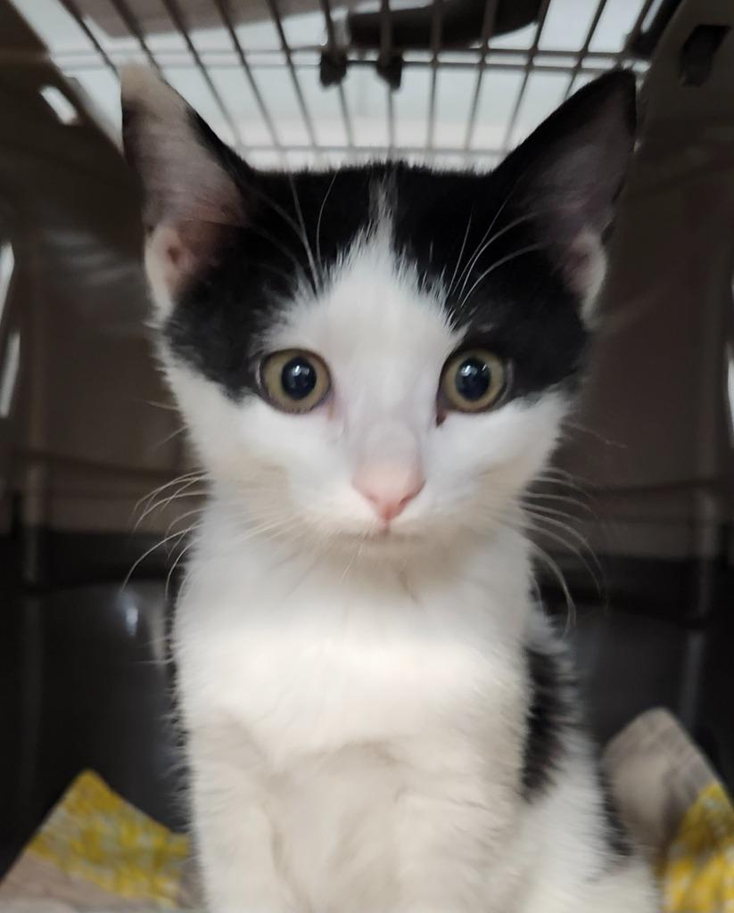 Wile E. Coyote, a Adoptable mixed breed in Cincinnati, OH image 2/3