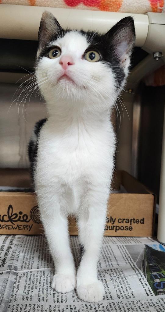 Wile E. Coyote, a Adoptable mixed breed in Cincinnati, OH image 3/3