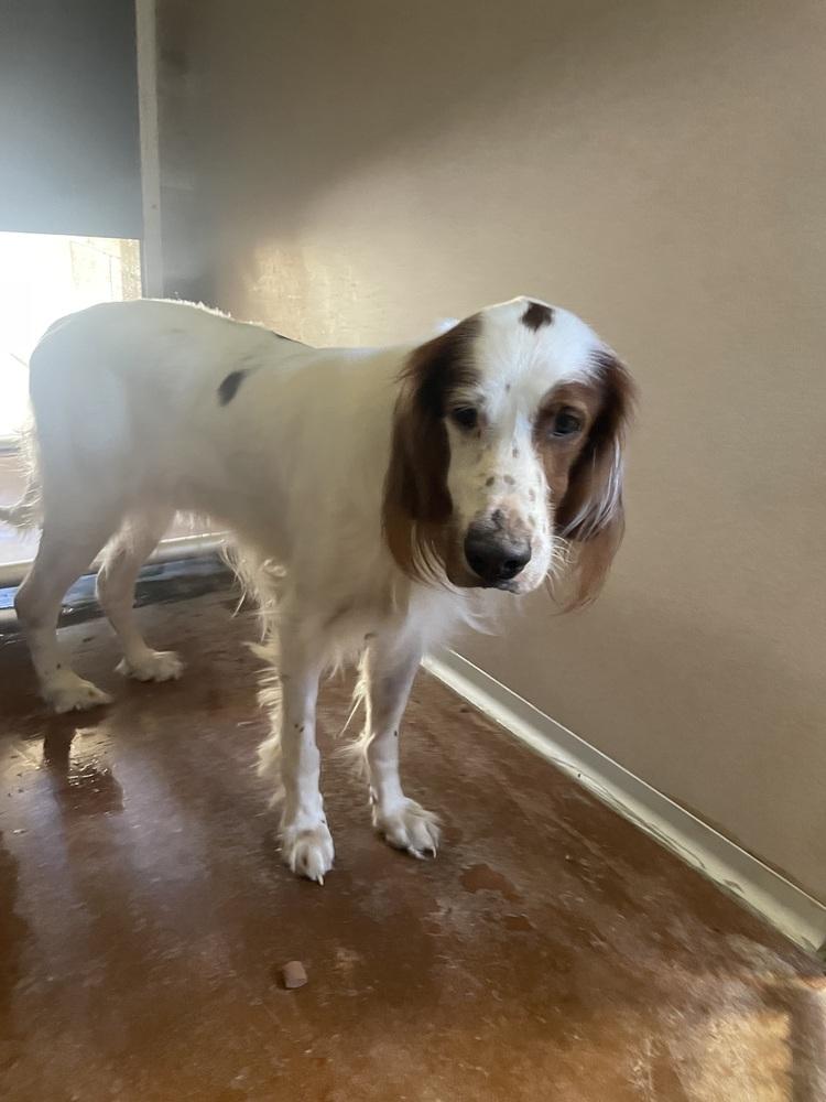 Available - Quinn, Adoptable, Adult Male Irish Setter.