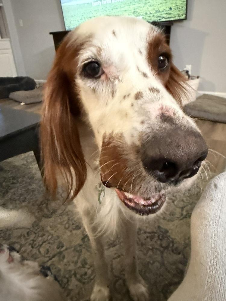 Enlarge Available - Quinn, a Adoptable Irish Setter in Longmont, CO image 2/6