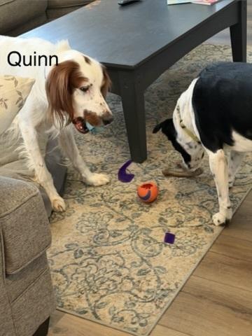 Enlarge Available - Quinn, a Adoptable Irish Setter in Longmont, CO image 3/6