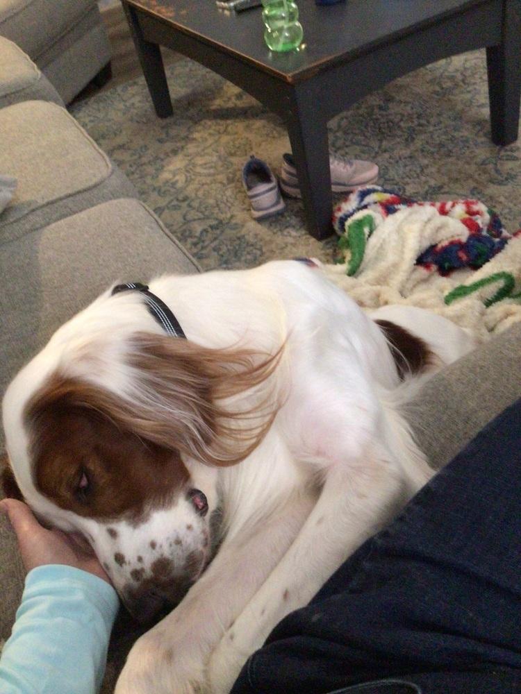 Enlarge Available - Quinn, a Adoptable Irish Setter in Longmont, CO image 4/6