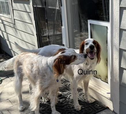 Enlarge Available - Quinn, a Adoptable Irish Setter in Longmont, CO image 5/6