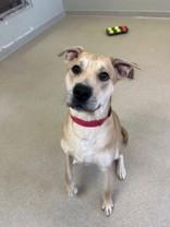 Beau, ADOPTABLE, Young Male Mixed Breed.