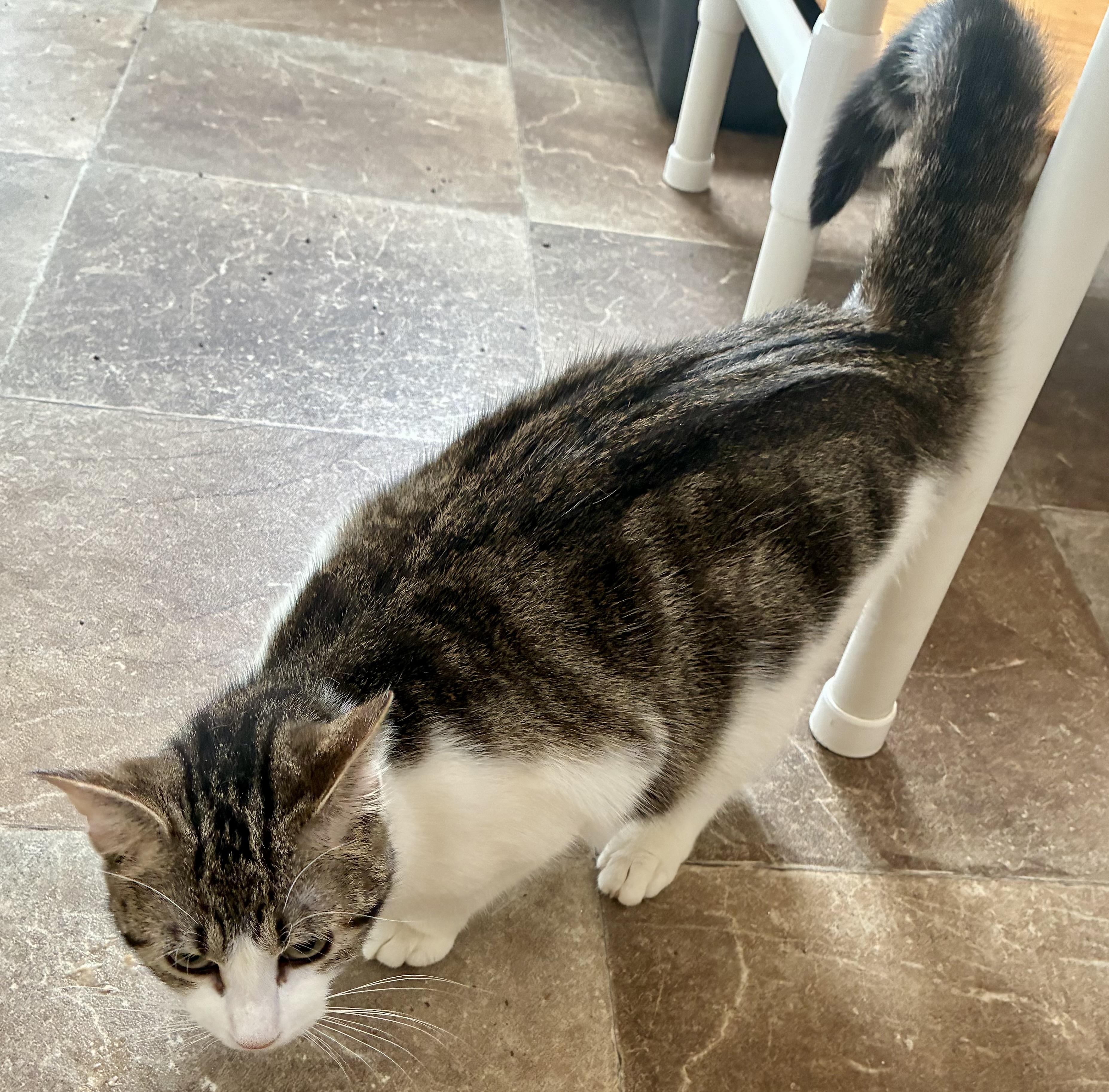 Enlarge ZOEY, a ADOPTABLE Domestic Short Hair in Louisa, KY image 2/4