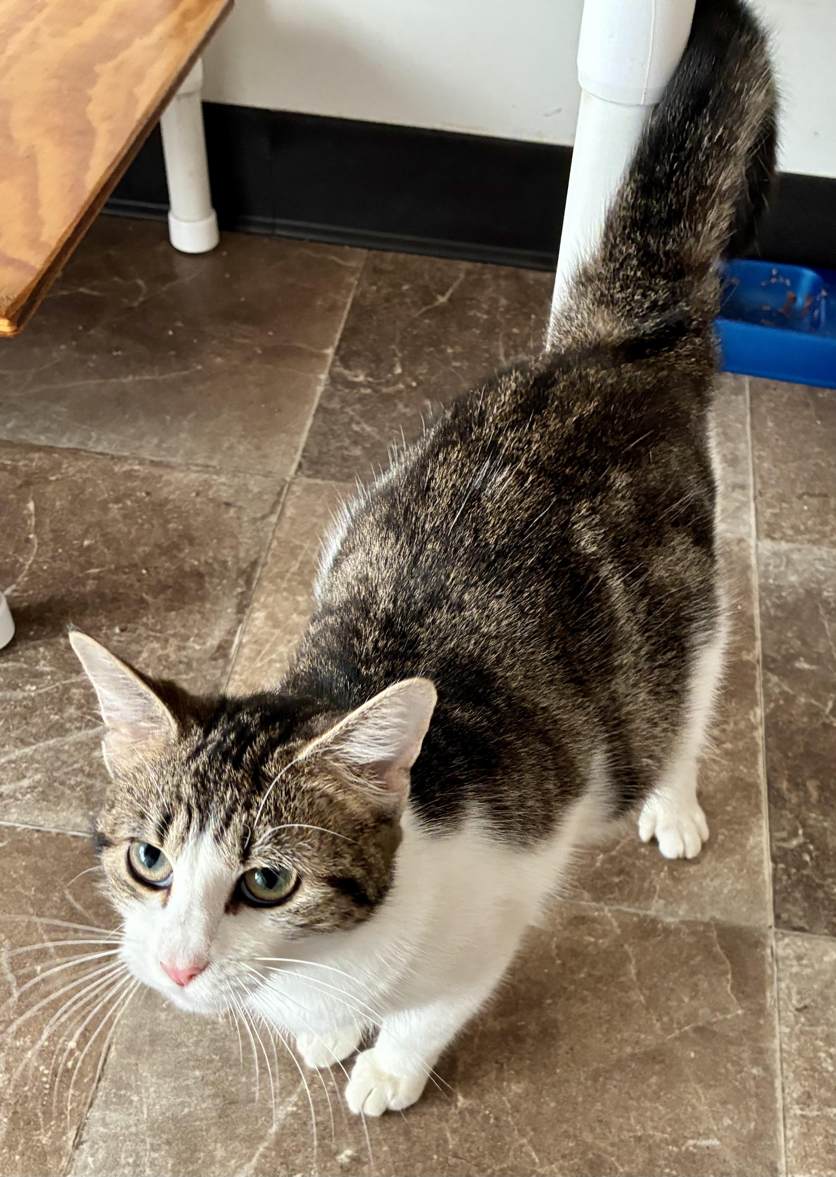 Enlarge ZOEY, a ADOPTABLE Domestic Short Hair in Louisa, KY image 1/4