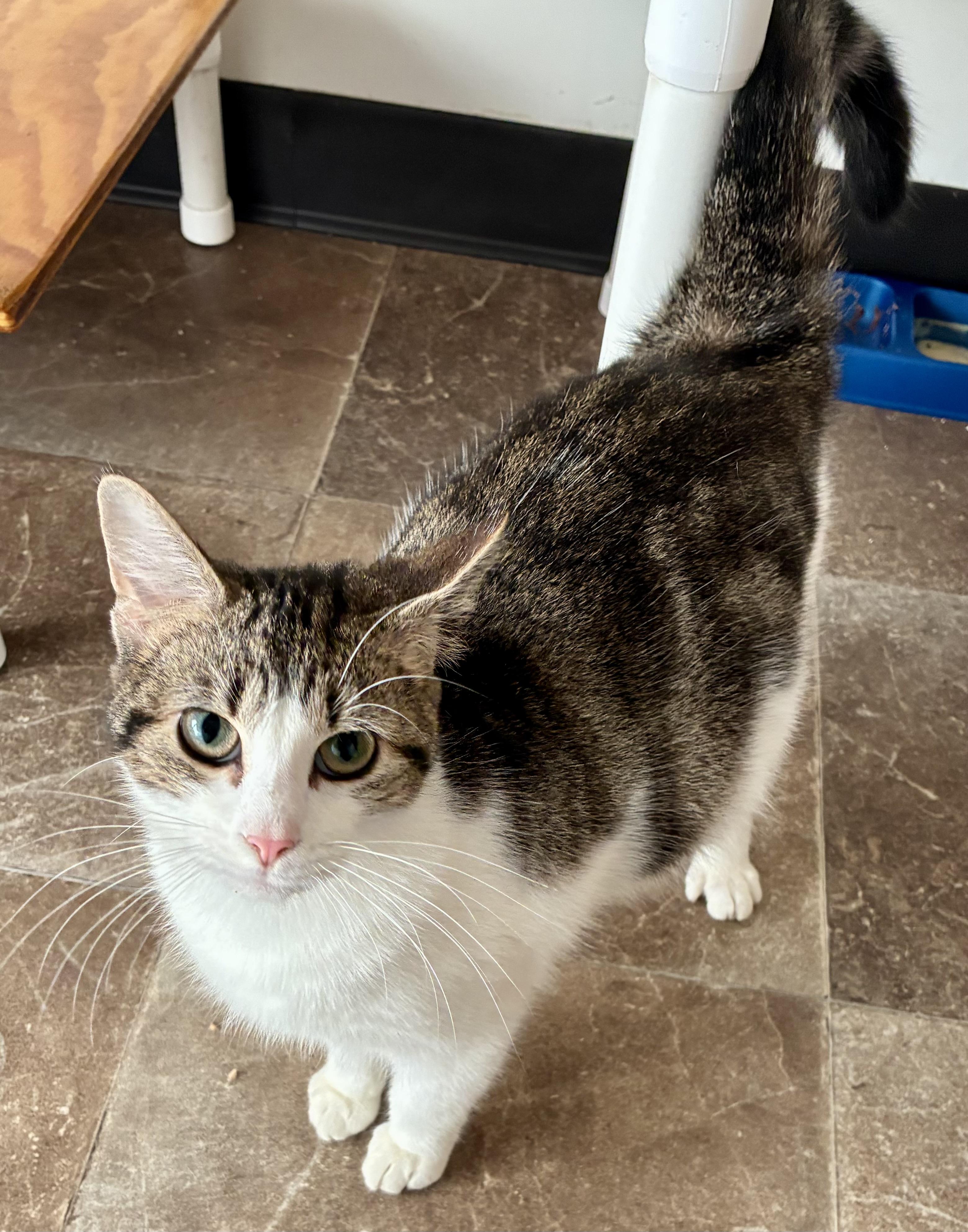 Enlarge ZOEY, a ADOPTABLE Domestic Short Hair in Louisa, KY image 3/4