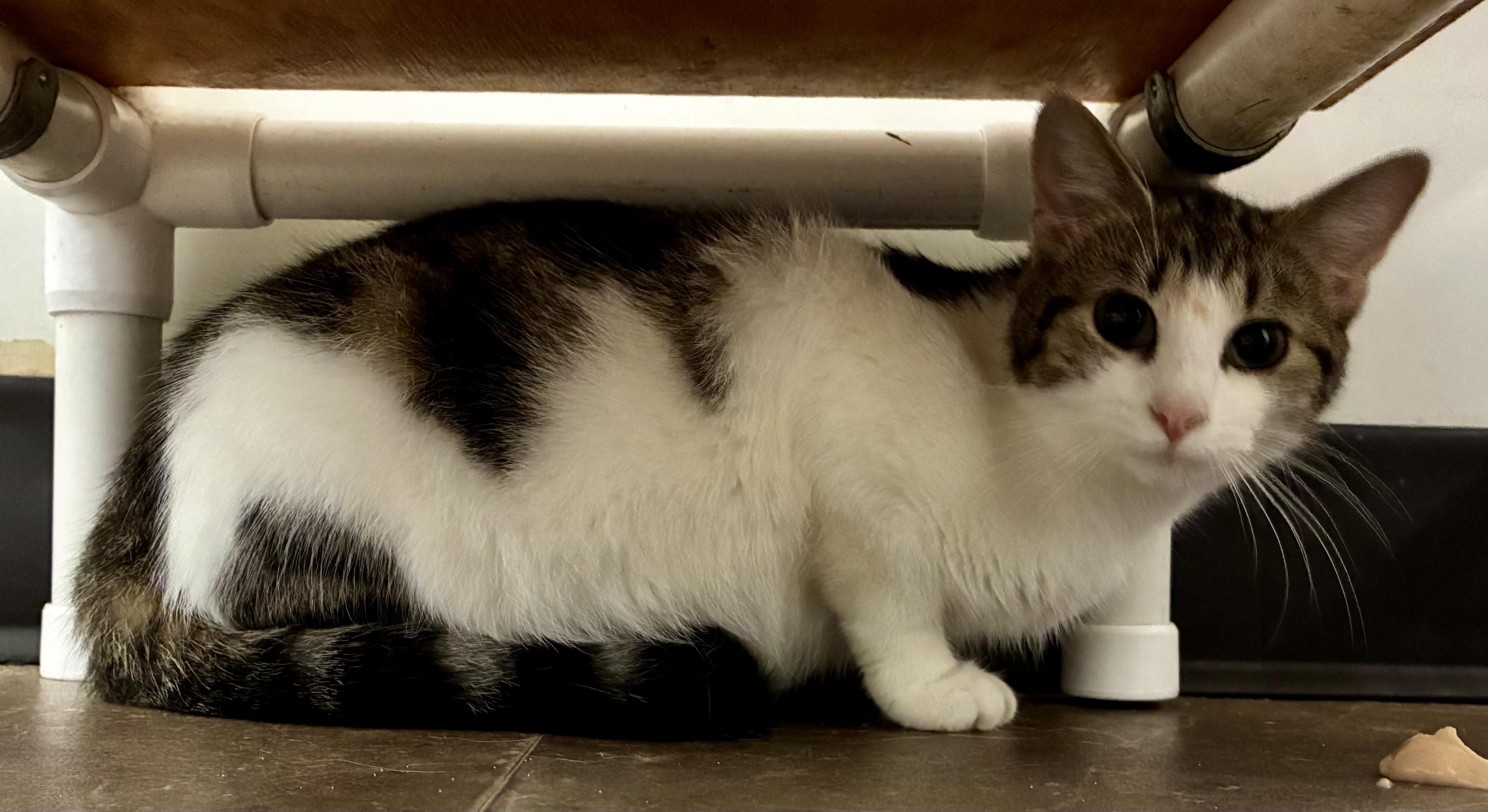 Enlarge ZOEY, a ADOPTABLE Domestic Short Hair in Louisa, KY image 4/4