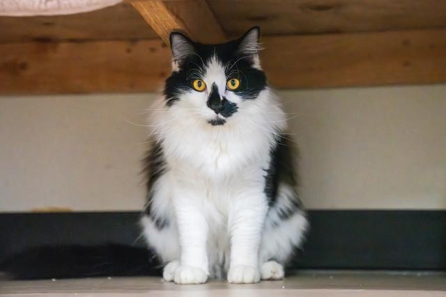 Marvin, Adoptable, Adult Male Domestic Medium Hair.