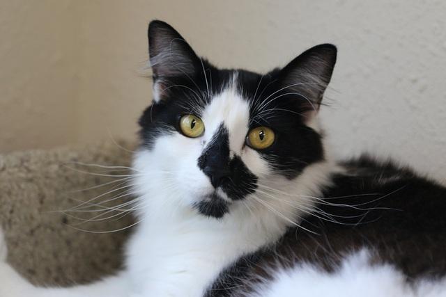Enlarge Marvin, a Adoptable Domestic Medium Hair in Portland, OR image 2/6