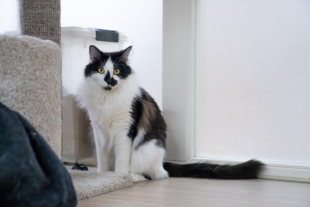 Marvin, a Adoptable Domestic Medium Hair in Portland, OR image 2/6