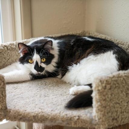 Marvin, a Adoptable Domestic Medium Hair in Portland, OR image 3/6