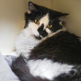 Marvin, a Adoptable Domestic Medium Hair in Portland, OR image 4/6