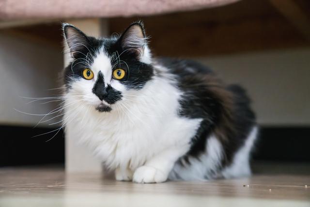 Marvin, a Adoptable Domestic Medium Hair in Portland, OR image 5/6