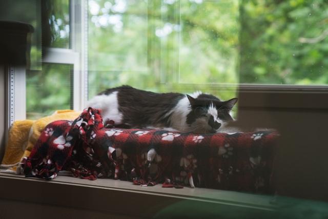 Marvin, a Adoptable Domestic Medium Hair in Portland, OR image 6/6