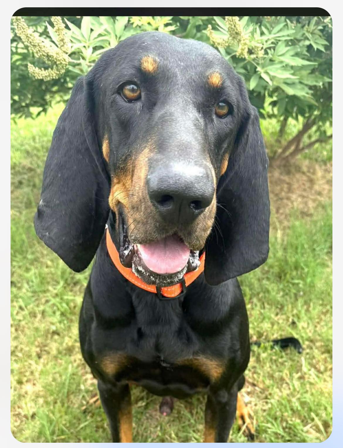 Otis Wahoo Cs thumbnail 2