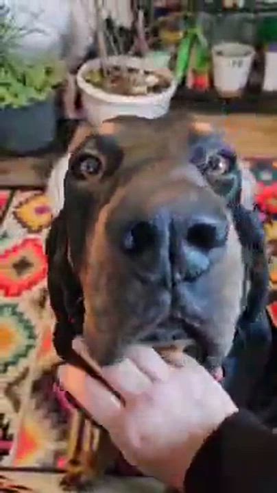 Enlarge Otis Wahoo cs, a ADOPTABLE Bloodhound in Columbia, MD video 3/3